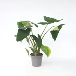 Netto Marken-Discount Plant in a Box - Alokasie - Alocasia 'Zebrina' - Höhe 140-150cm - Topf 32cm Angebot