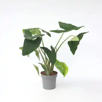 Netto Marken-Discount Plant in a Box - Alokasie - Alocasia 'Zebrina' - Höhe 140-150cm - Topf 32cm Angebot