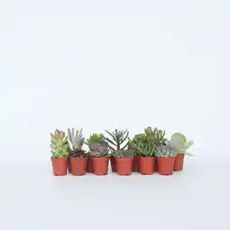Netto Marken-Discount Plant in a Box - Mini-Sukkulenten - 12 Stk - Succulent Mix - Höhe 5-10cm - Topf 6cm Angebot