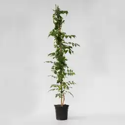 Netto Marken-Discount Plant in a Box - Trompetenkletterer - Campsis taglibuana 'Mme Galen' - Höhe 110-120cm - Topf 17cm Angebot