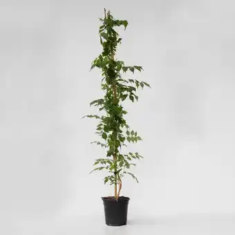 Netto Marken-Discount Plant in a Box - Trompetenkletterer - Campsis taglibuana 'Mme Galen' - Höhe 110-120cm - Topf 17cm Angebot