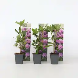 Netto Marken-Discount Plant in a Box - Limette - 3 Stk - Citrus aurantifolia - Höhe 25-40cm - Topf 9cm Angebot