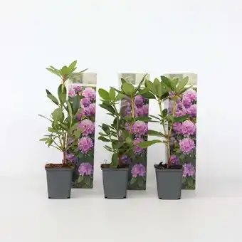 Netto Marken-Discount Plant in a Box - Limette - 3 Stk - Citrus aurantifolia - Höhe 25-40cm - Topf 9cm Angebot