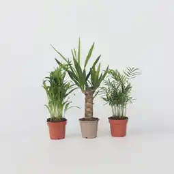 Netto Marken-Discount Plant in a Box - Kleine Zimmerpalmen - 3 Stk - Mini Indoor Palm Mix - Höhe 25-40cm - Topf 12cm Angebot