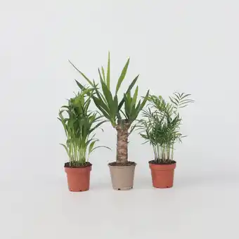 Netto Marken-Discount Plant in a Box - Kleine Zimmerpalmen - 3 Stk - Mini Indoor Palm Mix - Höhe 25-40cm - Topf 12cm Angebot