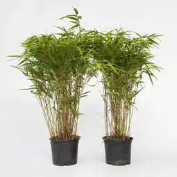 Netto Marken-Discount Plant in a Box - Bambus - 6 Stk - Fargesia nitida 'Gansu' - Höhe 50-70cm - Topf 17cm Angebot