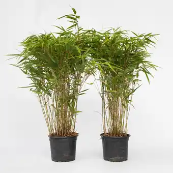 Netto Marken-Discount Plant in a Box - Bambus - 6 Stk - Fargesia nitida 'Gansu' - Höhe 50-70cm - Topf 17cm Angebot