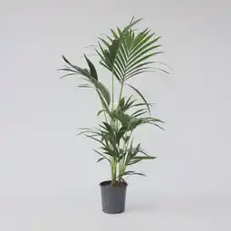Netto Marken-Discount Plant in a Box - Kentia Palme - Howea forsteriana - Höhe 90-100cm - Topf 18cm Angebot