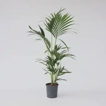 Netto Marken-Discount Plant in a Box - Kentia Palme - Howea forsteriana - Höhe 90-100cm - Topf 18cm Angebot