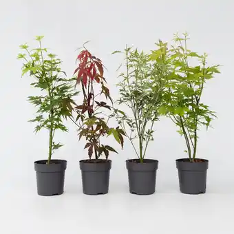 Netto Marken-Discount Plant in a Box - Japanischer Ahorn - 4 Stk - Acer palmatum - Höhe 25-40cm - Topf 11cm Angebot