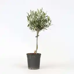 Netto Marken-Discount Plant in a Box - Olivenbaum - Olea europaea - Höhe 45-55cm - Topf 14cm Angebot