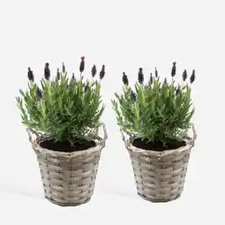 Netto Marken-Discount Plant in a Box - Lavendelstrauch - 2 Stk - Lavandula stoechas 'Anouk' - Höhe 25-35cm - Topf 15cm Angebot