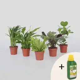 Netto Marken-Discount Plant in a Box - Luftreinigende Zimmerpflanzen - 5 Stk - Höhe 25-40cm - Topf 12cm Angebot