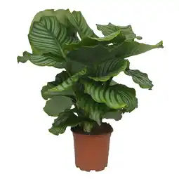 toom Baumarkt Grünpflanzen verschiedene Sorten 19 cm Topf Angebot