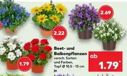 Kaufland Beet- und Balkonpflanzen Angebot