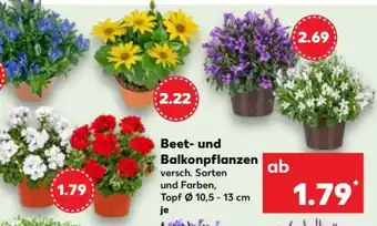 Kaufland Beet- und Balkonpflanzen Angebot