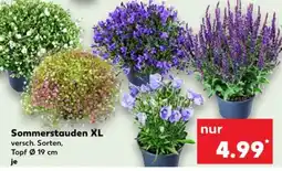 Kaufland Sommerstauden XL Angebot