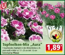 Norma Topfnelken-Mix „Aura“ Angebot