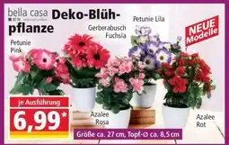 Norma Deko-Blühpflanze Angebot