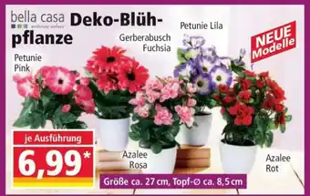 Norma Deko-Blühpflanze Angebot