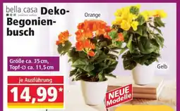 Norma Deko-Begonienbusch Angebot