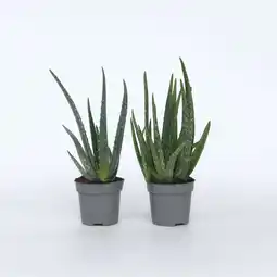 Netto Marken-Discount Plant in a Box - Aloe Vera - 2 Stk - Aloe barbadensis - Höhe 25-40cm - Topf 11cm Angebot