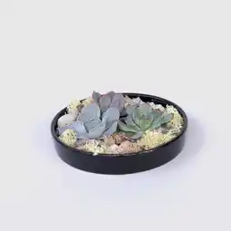 Netto Marken-Discount Plant in a Box - Garden Mix Schwarz - Echeveria lilacina - Höhe 8cm Angebot