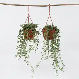 Netto Marken-Discount Plant in a Box - Bananenschnur - 2 Stk - Senecio radicans - Höhe 10-20cm - Topf 12cm Angebot