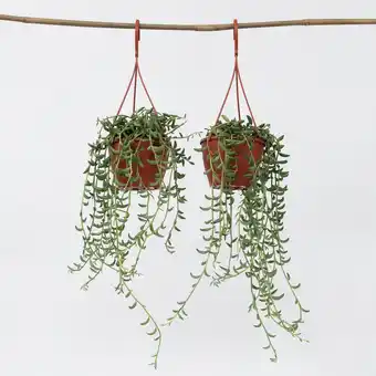 Netto Marken-Discount Plant in a Box - Bananenschnur - 2 Stk - Senecio radicans - Höhe 10-20cm - Topf 12cm Angebot