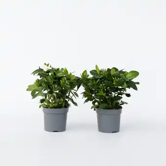 Netto Marken-Discount Plant in a Box - Gardenien - 4 Stk - Gardenia jasminoides - Höhe 20-30cm - Topf 13cm Angebot