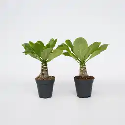Netto Marken-Discount Plant in a Box - Hawaiian Palme - 2 Stk - Brighamia 'Insignis' - Höhe 25-35cm - Topf 12cm Angebot