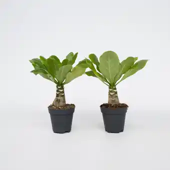 Netto Marken-Discount Plant in a Box - Hawaiian Palme - 2 Stk - Brighamia 'Insignis' - Höhe 25-35cm - Topf 12cm Angebot