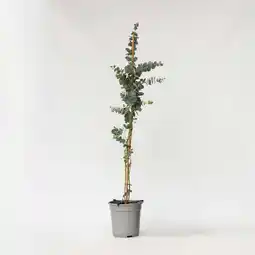 Netto Marken-Discount Plant in a Box - Eukalyptus - Eucalyptus cinerea 'Silver Dollar' - Höhe 90-110cm - Topf 19cm Angebot