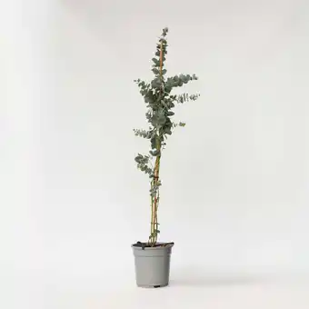 Netto Marken-Discount Plant in a Box - Eukalyptus - Eucalyptus cinerea 'Silver Dollar' - Höhe 90-110cm - Topf 19cm Angebot