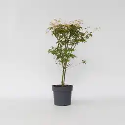 Netto Marken-Discount Plant in a Box - Japanischer Ahorn - Acer palmatum 'Katsura' - Höhe 60-70cm - Topf 19cm Angebot