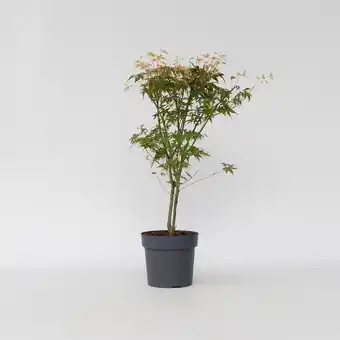 Netto Marken-Discount Plant in a Box - Japanischer Ahorn - Acer palmatum 'Katsura' - Höhe 60-70cm - Topf 19cm Angebot