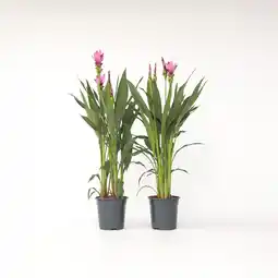 Netto Marken-Discount Plant in a Box - Kurkuma - 2 Stk - Curcuma alismatifolia 'Siam Supreme' - Höhe 70-90cm - Topf 19cm Angebot
