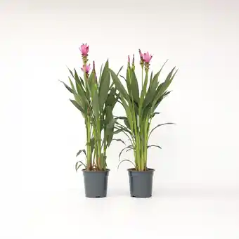 Netto Marken-Discount Plant in a Box - Kurkuma - 2 Stk - Curcuma alismatifolia 'Siam Supreme' - Höhe 70-90cm - Topf 19cm Angebot