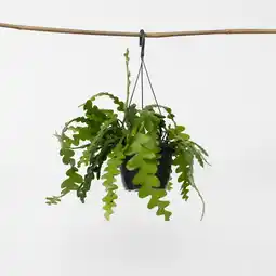 Netto Marken-Discount Plant in a Box - Sägeblattkaktus - Epiphyllum 'Anguliger' - Höhe 30-40cm - Topf 15cm Angebot