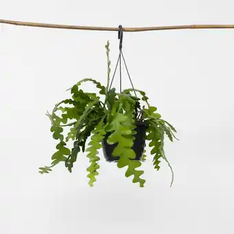 Netto Marken-Discount Plant in a Box - Sägeblattkaktus - Epiphyllum 'Anguliger' - Höhe 30-40cm - Topf 15cm Angebot