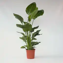 Netto Marken-Discount Plant in a Box - Paradiesvogelblume - Strelitzie - Strelitzia nicolai - Höhe 150-170cm - Topf 28cm Angebot