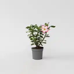Netto Marken-Discount Plant in a Box - Wüstenrose - Adenium obesum 'Pink Star' - Höhe 30-45cm - Topf 13cm Angebot