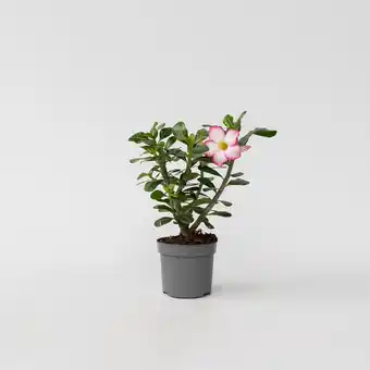 Netto Marken-Discount Plant in a Box - Wüstenrose - Adenium obesum 'Pink Star' - Höhe 30-45cm - Topf 13cm Angebot