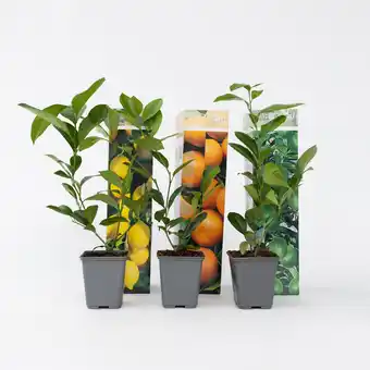 Netto Marken-Discount Plant in a Box - Zitruspflanzenmischung - 3 Stk - Citrus limon - Höhe 25-40cm - Topf 9cm Angebot