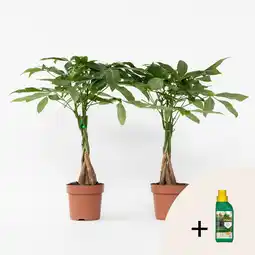 Netto Marken-Discount Plant in a Box - Glückskastanie - 2 Stk - Pachira aquatica - Höhe 60-70cm - Topf 17cm Angebot
