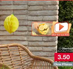 Woolworth Übertopf Angebot
