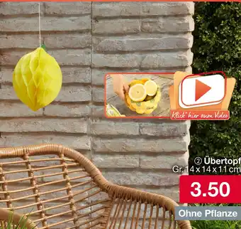 Woolworth Übertopf Angebot