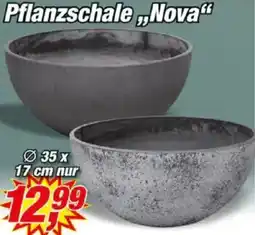 Posten Börse Pflanzschale ,,Nova" Angebot