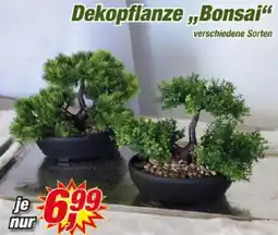 Posten Börse Dekopflanze ,,Bonsai" Angebot