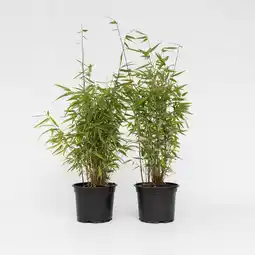 Netto Marken-Discount Plant in a Box - Bambus - 4 Stk - Fargesia nitida 'Red Dragon' - Höhe 60-80cm - Topf 17cm Angebot